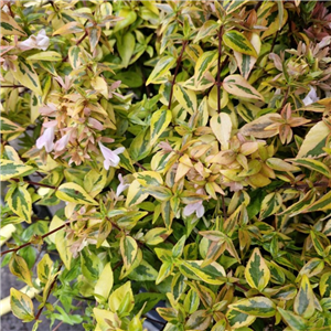 Abelia Grandiflora 'Kaleidoscope'